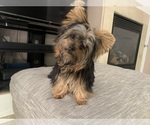 Small Photo #1 Yorkshire Terrier Puppy For Sale in LAS VEGAS, NV, USA