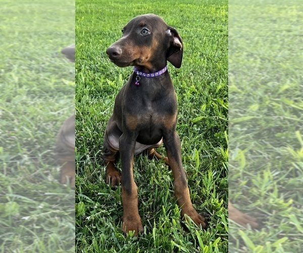 Medium Photo #2 Doberman Pinscher Puppy For Sale in POMEROY, OH, USA