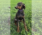 Small #1 Doberman Pinscher