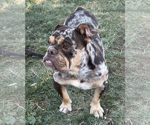 Medium Photo #3 Bulldog Puppy For Sale in Hesperia, CA, USA