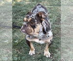 Small #2 Bulldog