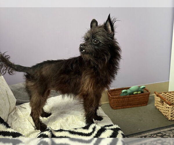 Medium Photo #1 Mutt Puppy For Sale in Santa Cruz, CA, USA