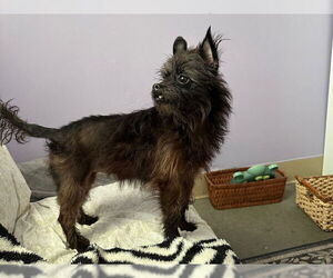 Mutt Dogs for adoption in Santa Cruz, CA, USA