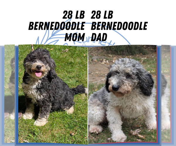 Medium Photo #11 Miniature Bernedoodle Puppy For Sale in GOSHEN, IN, USA