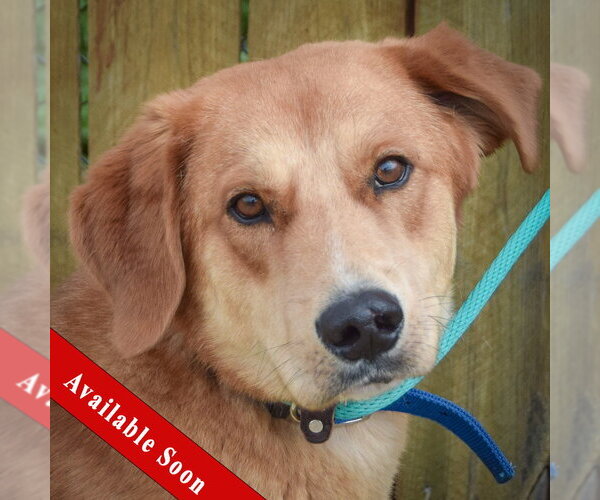 Medium Photo #1 Golden Shepherd Puppy For Sale in Huntley, IL, USA