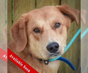 Golden Shepherd Dogs for adoption in Huntley, IL, USA