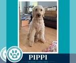 Small #1 Labradoodle