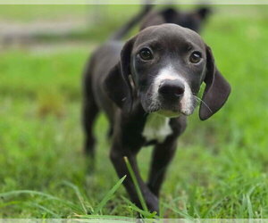 Mutt Dogs for adoption in Anniston, AL, USA