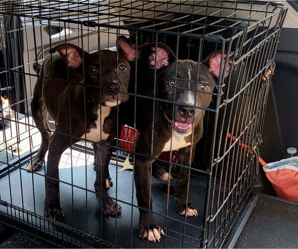Medium Photo #1 American Pit Bull Terrier-Unknown Mix Puppy For Sale in Lexington Park, MD, USA