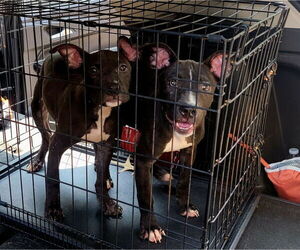 American Pit Bull Terrier-Unknown Mix Dogs for adoption in Lexington Park, MD, USA