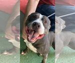Small #21 American Staffordshire Terrier