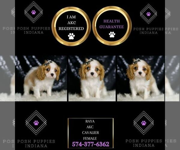 Medium Photo #2 Cavalier King Charles Spaniel Puppy For Sale in WARSAW, IN, USA