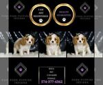 Small #1 Cavalier King Charles Spaniel