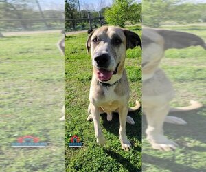 Great Pyredane Dogs for adoption in Bullard, TX, USA