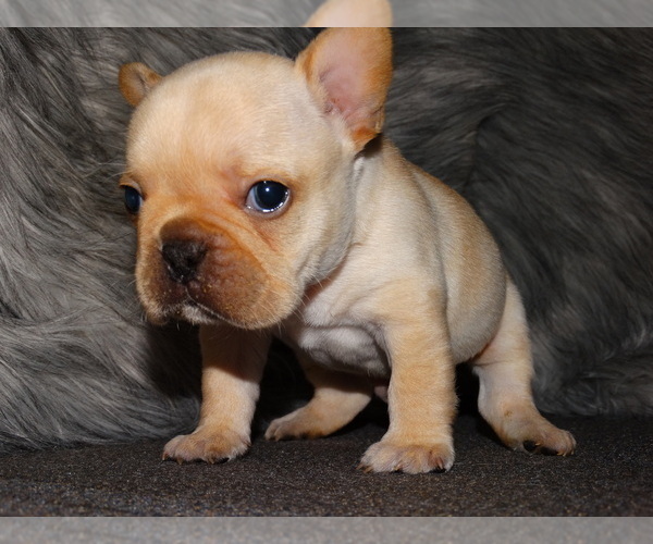 Medium Photo #7 French Bulldog Puppy For Sale in VERONA, MO, USA