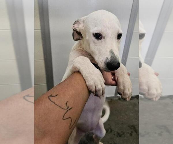 Medium Photo #2 Black Mouth Cur-Labrador Retriever Mix Puppy For Sale in Corpus Christi, TX, USA