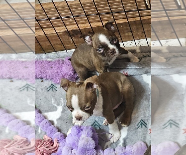 Medium Photo #11 Boston Terrier Puppy For Sale in SALINA, KS, USA