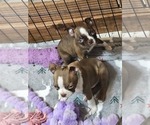 Small #4 Boston Terrier