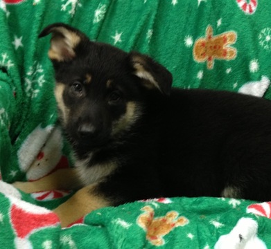 Medium Photo #1 German Shepherd Dog Puppy For Sale in CONOWINGO, MD, USA