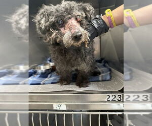 Poodle (Miniature) Dogs for adoption in San Bernardino, CA, USA