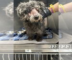 Small Poodle (Miniature)