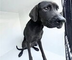 Small Labrador Retriever