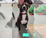 Small #1 American Pit Bull Terrier-Labrador Retriever Mix