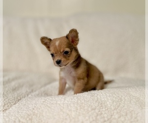Chihuahua Puppy for sale in LIVINGSTON, TX, USA
