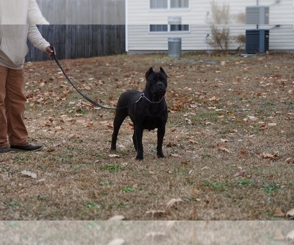 Medium Photo #1 Cane Corso Puppy For Sale in CORONA, CA, USA