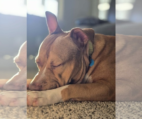 Medium Photo #6 American Pit Bull Terrier-Unknown Mix Puppy For Sale in Visalia, CA, USA