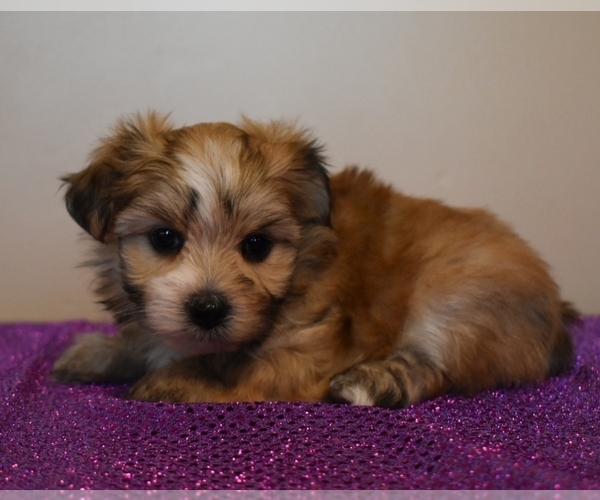 Medium Photo #2 Morkie Puppy For Sale in DOWNING, MO, USA