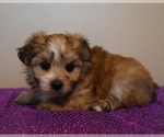 Small Photo #2 Morkie Puppy For Sale in DOWNING, MO, USA