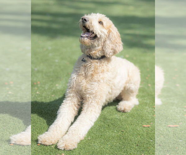 Medium Photo #7 Goldendoodle Puppy For Sale in Orlando, FL, USA