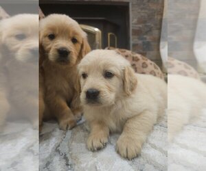 English Cream Golden Retriever Puppy for sale in SACRAMENTO, CA, USA