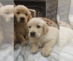 Image preview for Ad Listing. Nickname: Goldens