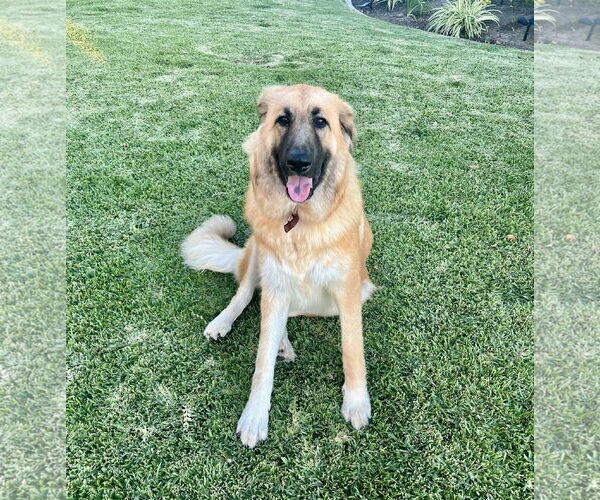 Medium Photo #2 Golden Retriever Puppy For Sale in Menifee, CA, USA