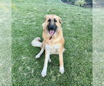 Small #1 Golden Retriever