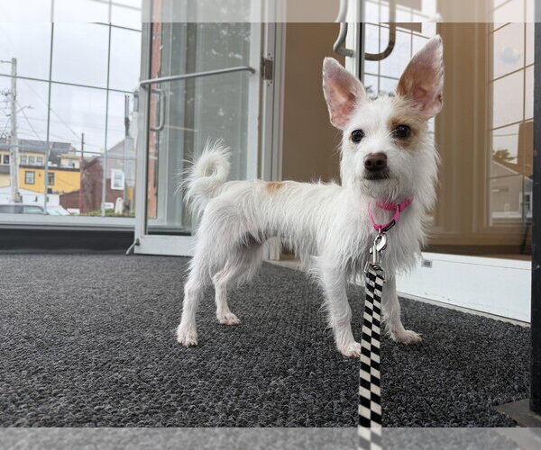 Medium Photo #3 Chihuahua-Unknown Mix Puppy For Sale in Oak Bluffs, MA, USA