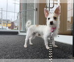 Small #2 Chihuahua Mix