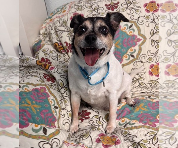 Medium Photo #7 Chihuahua Puppy For Sale in Muskegon, MI, USA