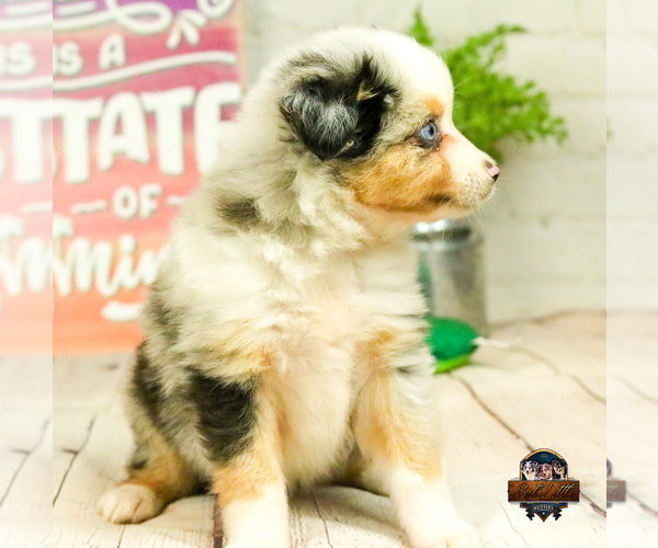 Medium Photo #3 Miniature Australian Shepherd Puppy For Sale in GRANBURY, TX, USA