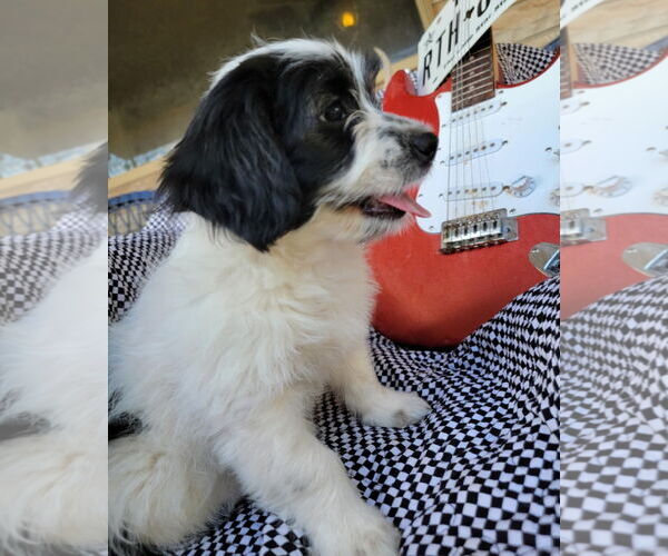 Medium Photo #3 Australian Shepherd-Maltese Mix Puppy For Sale in Grafton, WI, USA