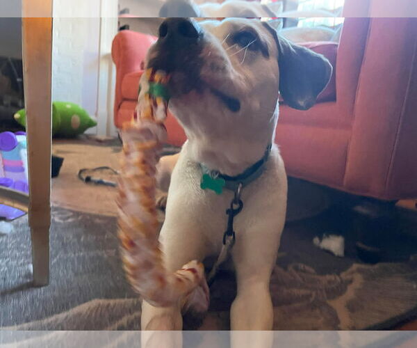 Medium Photo #3 Lab-Pointer Puppy For Sale in Rustburg, VA, USA