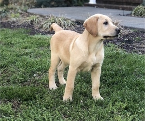 Labrador Retriever Puppy for sale in GLADSTONE, VA, USA