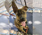 Small #4 German Shepherd Dog-Great Pyrenees Mix