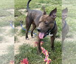 Small #3 American Pit Bull Terrier