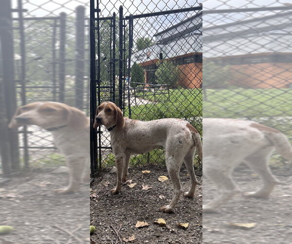 Medium Photo #2 Mutt Puppy For Sale in Elmsford, NY, USA