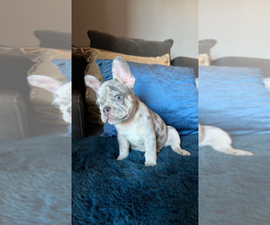 French Bulldog Puppy for sale in CHULA VISTA, CA, USA