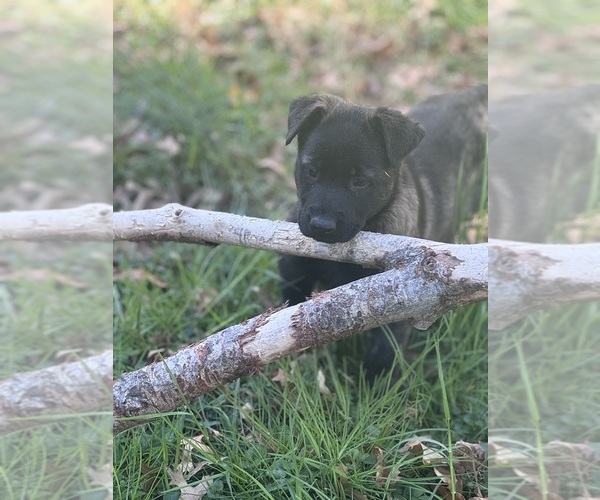 Medium Photo #8 German Malinois Puppy For Sale in WILMINGTON, DE, USA