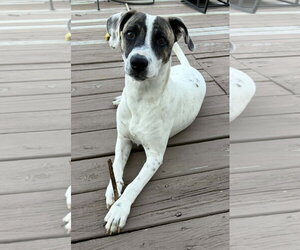 Patch - Male Australian Shepherd-Unknown Mix Dog for Adoption - Photo #6